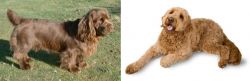 Sussex Spaniel vs Golden Doodle - Breed Comparison