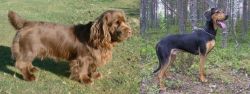 Sussex Spaniel vs Greek Harehound - Breed Comparison