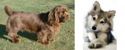 Sussex Spaniel vs Miniature Siberian Husky - Breed Comparison