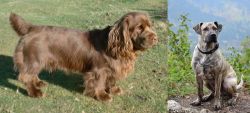 Sussex Spaniel vs Perro Cimarron - Breed Comparison
