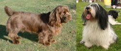Sussex Spaniel vs Polish Lowland Sheepdog - Breed Comparison