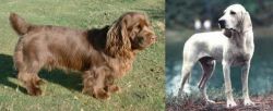 Sussex Spaniel vs Porcelaine - Breed Comparison