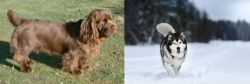 Sussex Spaniel vs Siberian Husky - Breed Comparison