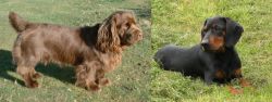 Sussex Spaniel vs Slovakian Hound - Breed Comparison