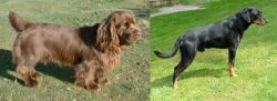 Sussex Spaniel vs Smalandsstovare - Breed Comparison