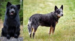 Swedish Lapphund vs Austrailian Blue Heeler - Breed Comparison