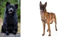 Swedish Lapphund vs Belgian Shepherd Dog (Malinois) - Breed Comparison