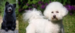 Swedish Lapphund vs Bichon Frise - Breed Comparison