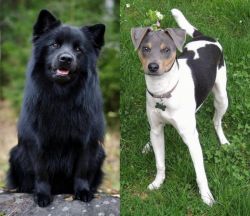 Swedish Lapphund vs Brazilian Terrier - Breed Comparison