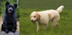 Swedish Lapphund vs Briquet Griffon Vendeen - Breed Comparison