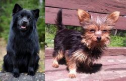 Swedish Lapphund vs Chorkie - Breed Comparison