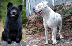 Swedish Lapphund vs Dogo Guatemalteco - Breed Comparison