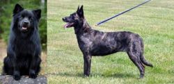 Swedish Lapphund vs Dutch Shepherd - Breed Comparison