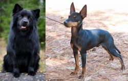 Swedish Lapphund vs English Toy Terrier (Black & Tan) - Breed Comparison