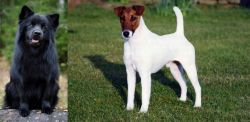 Swedish Lapphund vs Fox Terrier (Smooth) - Breed Comparison