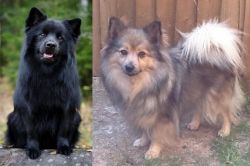 Swedish Lapphund vs German Spitz (Mittel) - Breed Comparison