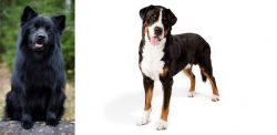 Swedish Lapphund vs Greater Swiss Mountain Dog - Breed Comparison