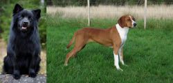 Swedish Lapphund vs Hygenhund - Breed Comparison