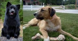 Swedish Lapphund vs Irish Mastiff Hound - Breed Comparison