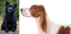 Swedish Lapphund vs Irish Red and White Setter - Breed Comparison