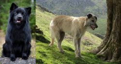 Swedish Lapphund vs Lurcher - Breed Comparison