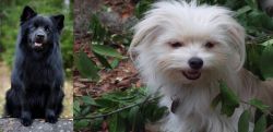 Swedish Lapphund vs Malti-Pom - Breed Comparison