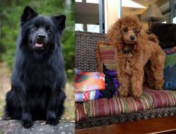 Swedish Lapphund vs Miniature Poodle - Breed Comparison