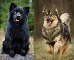 Swedish Lapphund vs Native American Indian Dog - Breed Comparison