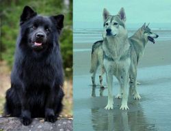Swedish Lapphund vs Northern Inuit Dog - Breed Comparison
