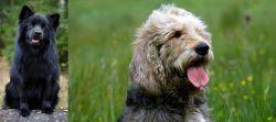 Swedish Lapphund vs Otterhound - Breed Comparison