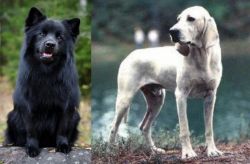 Swedish Lapphund vs Porcelaine - Breed Comparison