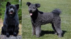 Swedish Lapphund vs Pumi - Breed Comparison