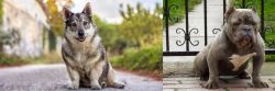 Swedish Vallhund vs American Bully - Breed Comparison