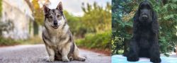 Swedish Vallhund vs American Cocker Spaniel - Breed Comparison