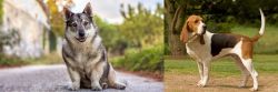 Swedish Vallhund vs Artois Hound - Breed Comparison