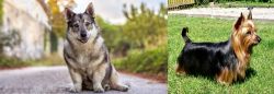 Swedish Vallhund vs Australian Silky Terrier - Breed Comparison