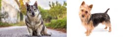 Swedish Vallhund vs Australian Terrier - Breed Comparison