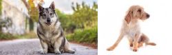 Swedish Vallhund vs Basset Fauve de Bretagne - Breed Comparison