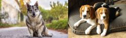 Swedish Vallhund vs Beagle - Breed Comparison