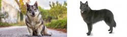 Swedish Vallhund vs Belgian Shepherd - Breed Comparison