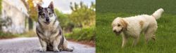Swedish Vallhund vs Briquet Griffon Vendeen - Breed Comparison