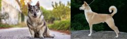 Swedish Vallhund vs Canaan Dog - Breed Comparison