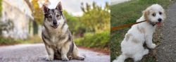 Swedish Vallhund vs Cavachon - Breed Comparison