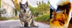Swedish Vallhund vs Chiapom - Breed Comparison