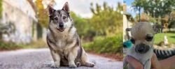 Swedish Vallhund vs Chihuahua - Breed Comparison