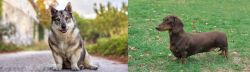 Swedish Vallhund vs Dachshund - Breed Comparison