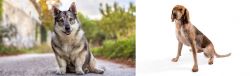 Swedish Vallhund vs English Coonhound - Breed Comparison