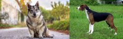 Swedish Vallhund vs Finnish Hound - Breed Comparison