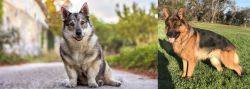 Swedish Vallhund vs German Shepherd - Breed Comparison