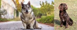 Swedish Vallhund vs German Spaniel - Breed Comparison